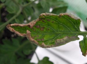 Tomato Leaves and Nutrient Deficiencies