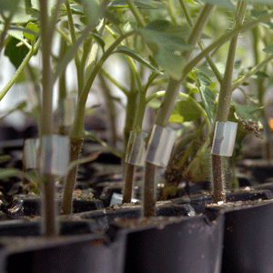 Tomato plant vigour