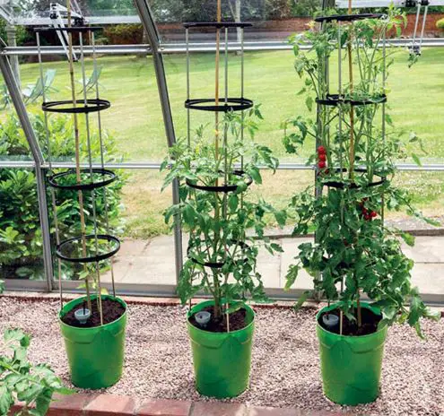 Tomato Growing Newslett image pic pic