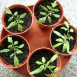 Tomato Seedlings