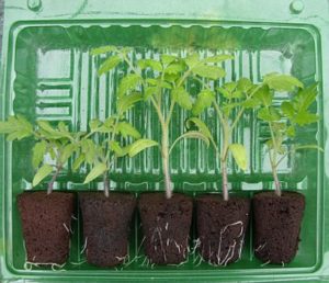 Blister Pack of Seedlings for pot ready tomato plants.