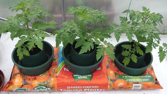Grow Bag Pots - Growing Tomatoes in Grow Bags