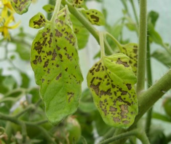 The Season So Far - Tomato Growing