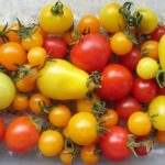 Selection of Tomato Varieties