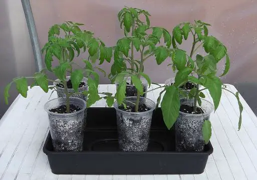 Tomato plants in plastic pint pots.