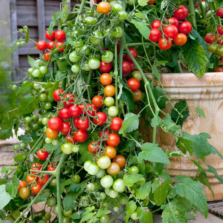 Tumbler Tomatoes and Trailing Varieties - Tomato Growing